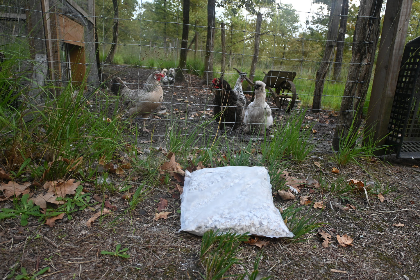Coquilles d’huîtres broyées – Calcium naturel pour poules pondeuses