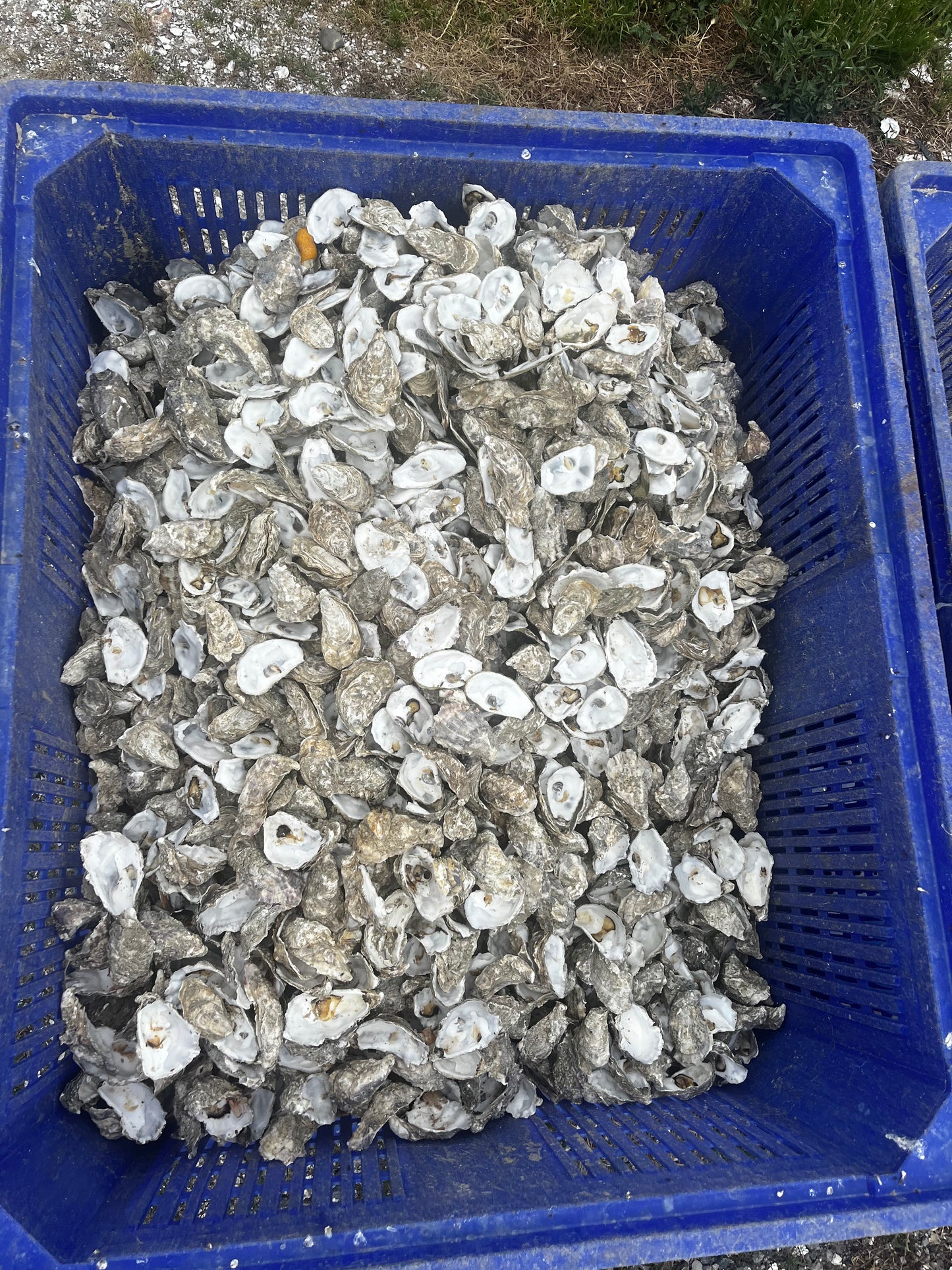 Coquilles d’huîtres broyées – Calcium naturel pour poules pondeuses