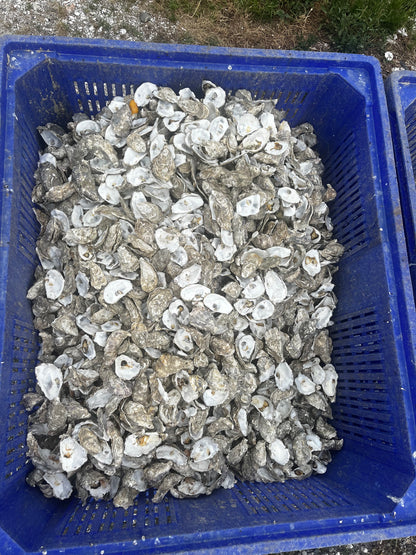 Coquilles d’huîtres broyées  – Calcium naturel pour poules pondeuses